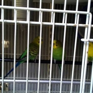 Meet your Posher, Hoa